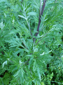 Artemisia vulgaris